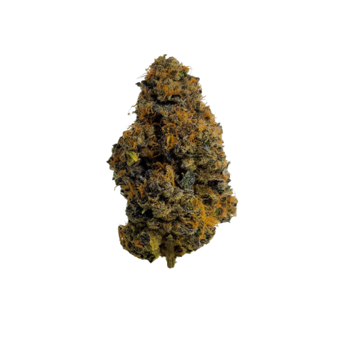BLACK MAPLE [HYBRID]