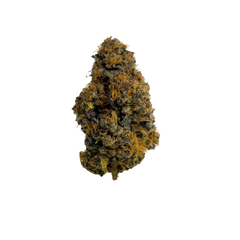 BLACK MAPLE [HYBRID]