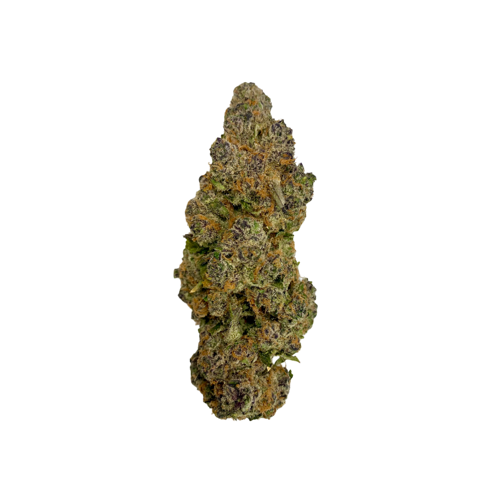 SUPER BOOF [HYBRID]