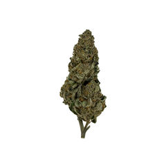 PUCKER UP [INDICA HYBRID]